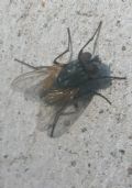 Musca domestica